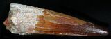 Top Quality Spinosaurus Tooth - Huge Tooth! #21989-2